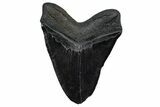 Bargain, Fossil Megalodon Tooth - South Carolina #360781-2